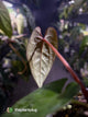 Anthurium ('JS NOID' x luxurians) #EmeraldLuxury 💎