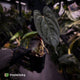 Anthurium 'RVDP' x papillilaminum 'RL' s1 • DARK SELECT