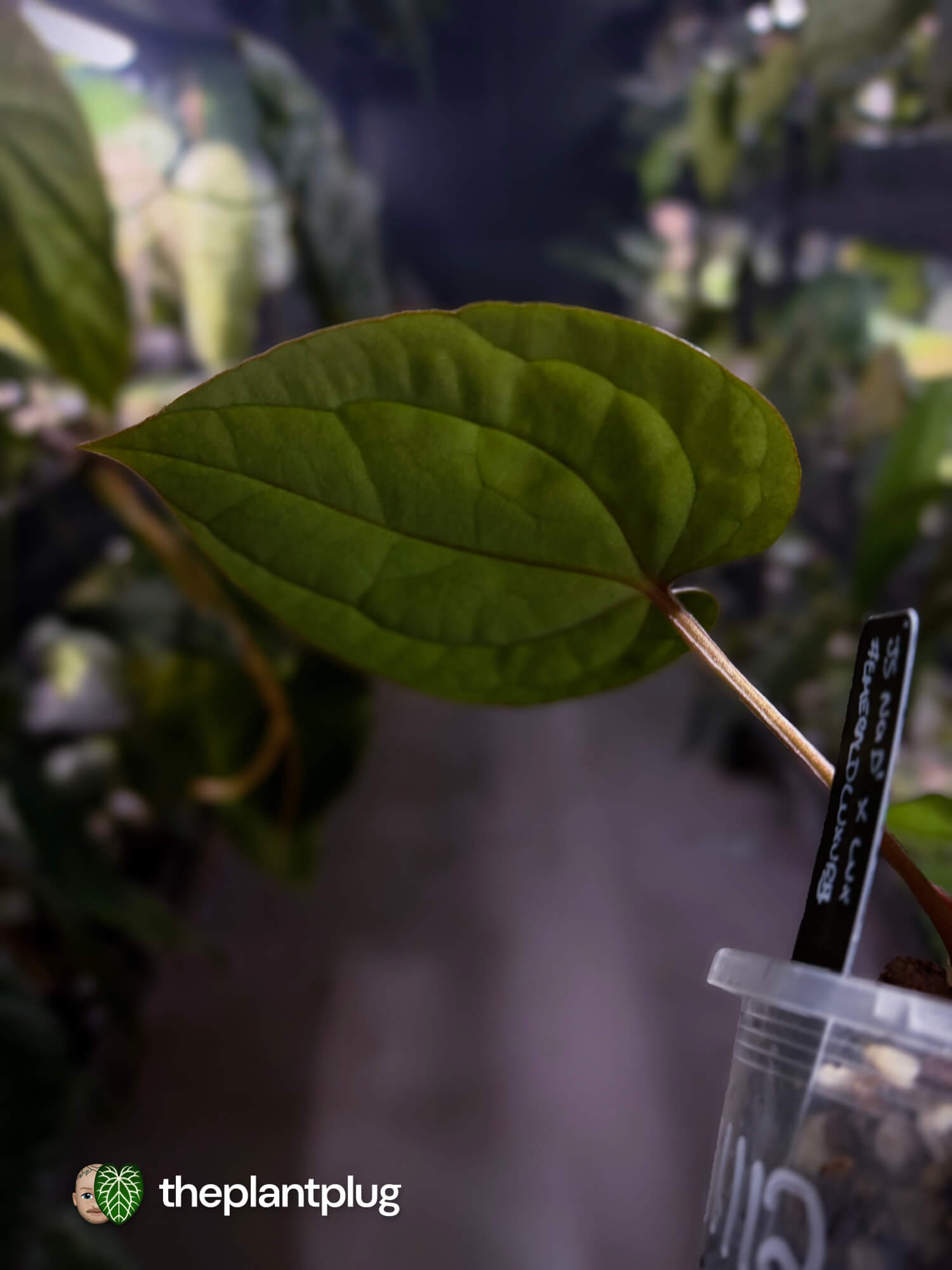 Anthurium ('JS NOID' x luxurians) #EmeraldLuxury 💎