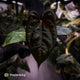 Anthurium 'RVDP' x papillilaminum 'RL' s1 • DARK SELECT