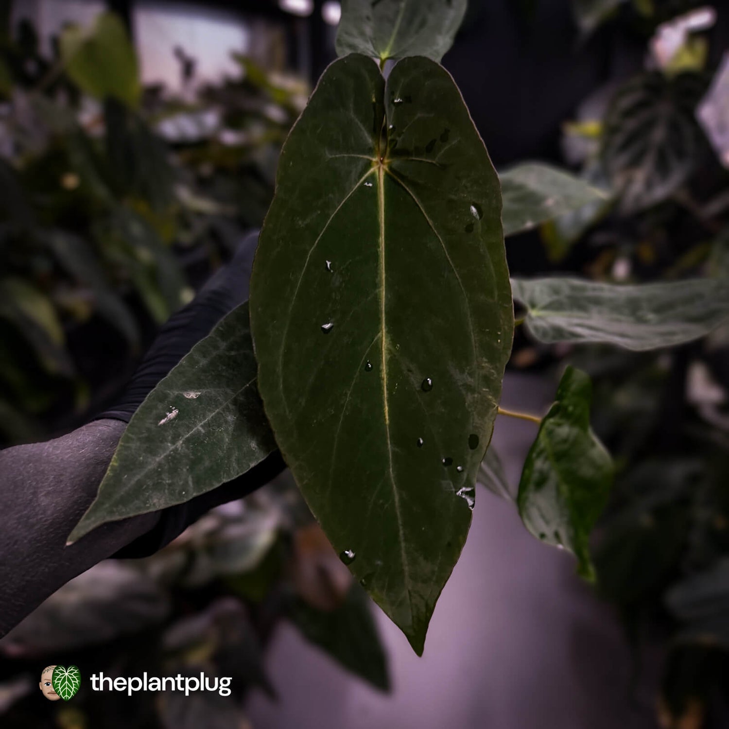 Anthurium #BlackParade • holdback
