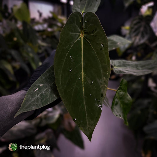 Anthurium #BlackParade • holdback