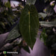 Anthurium #BlackParade • holdback