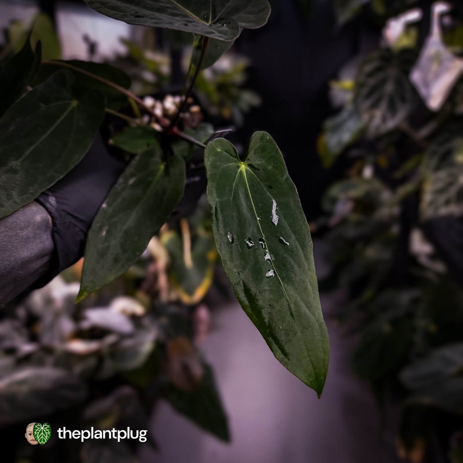 Anthurium #BlackParade • holdback