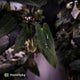 Anthurium #BlackParade • holdback