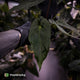 Anthurium #BlackParade • holdback