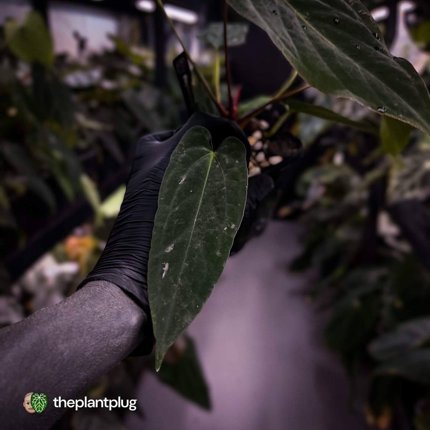 Anthurium #BlackParade • holdback