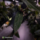 Anthurium #BlackParade • holdback