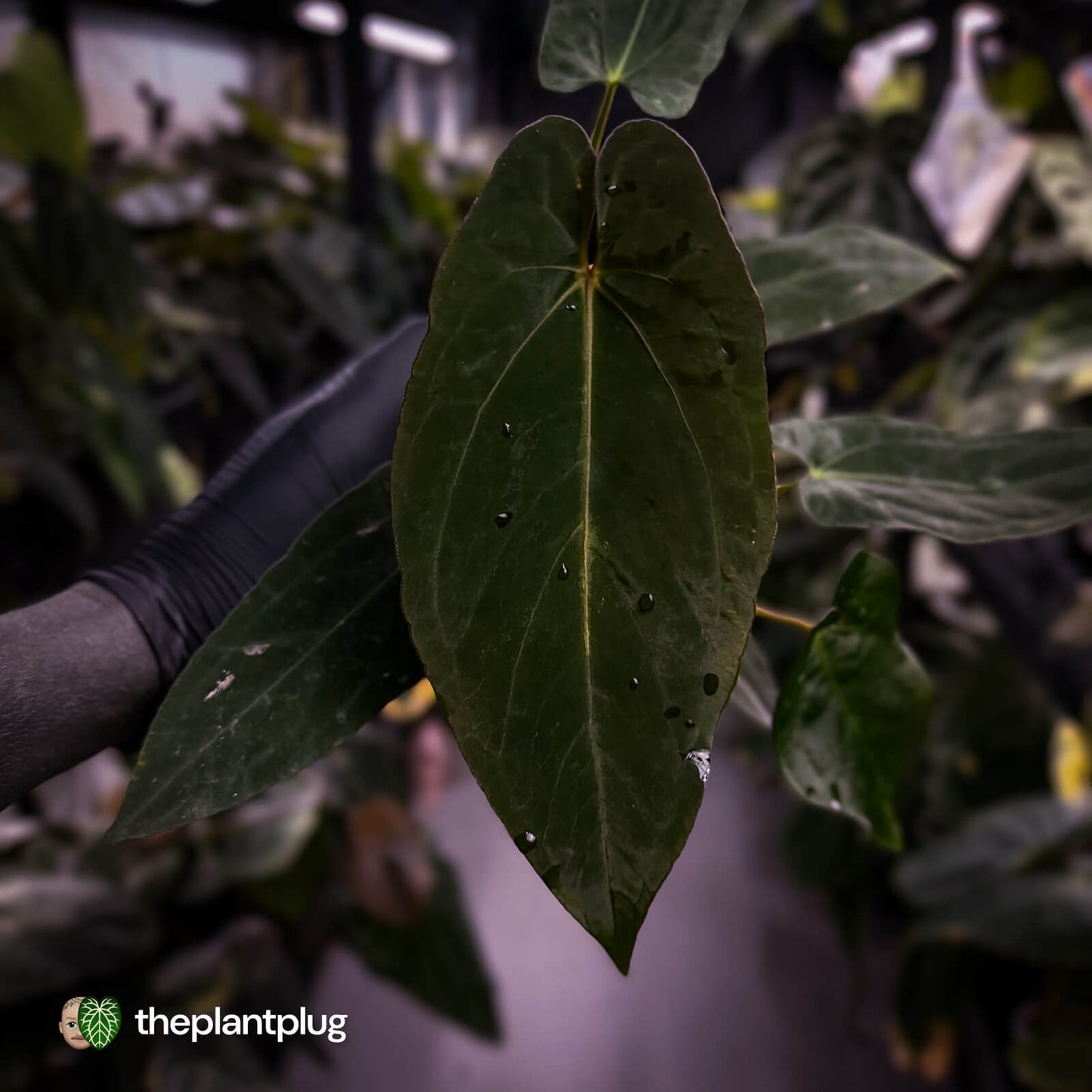 Anthurium #BlackParade • holdback