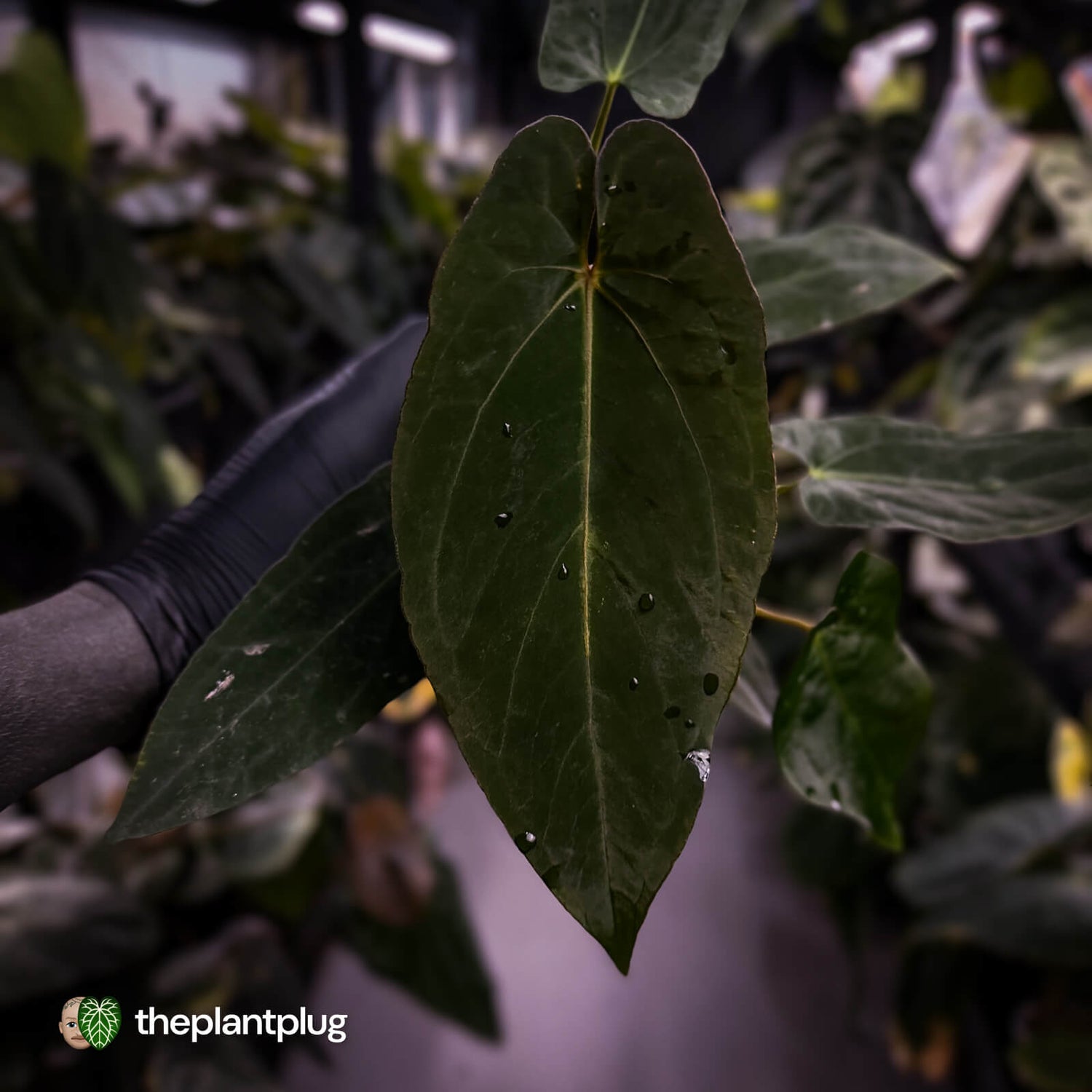 Anthurium #BlackParade • holdback