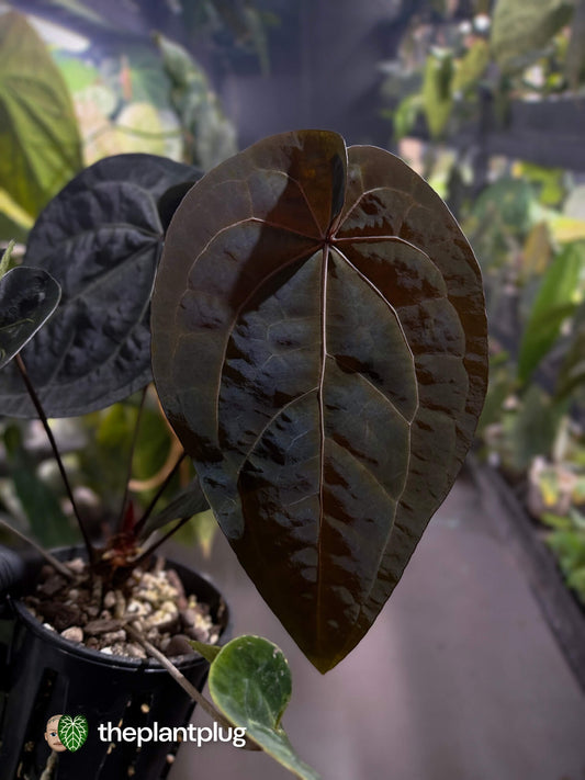 Anthurium 'Dark Handsome' x 'Ace Of Spades' • super select 🦄