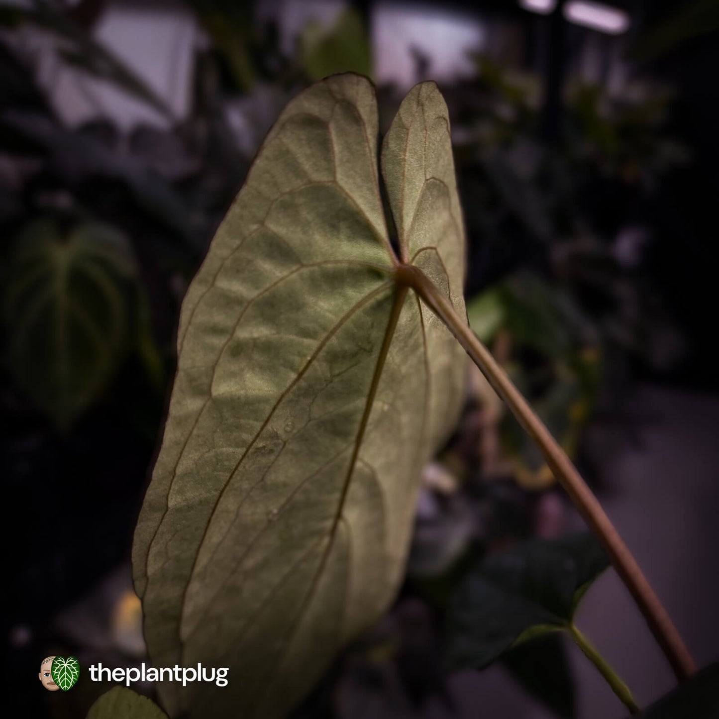 Anthurium #BlackParade • holdback