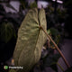 Anthurium #BlackParade • holdback
