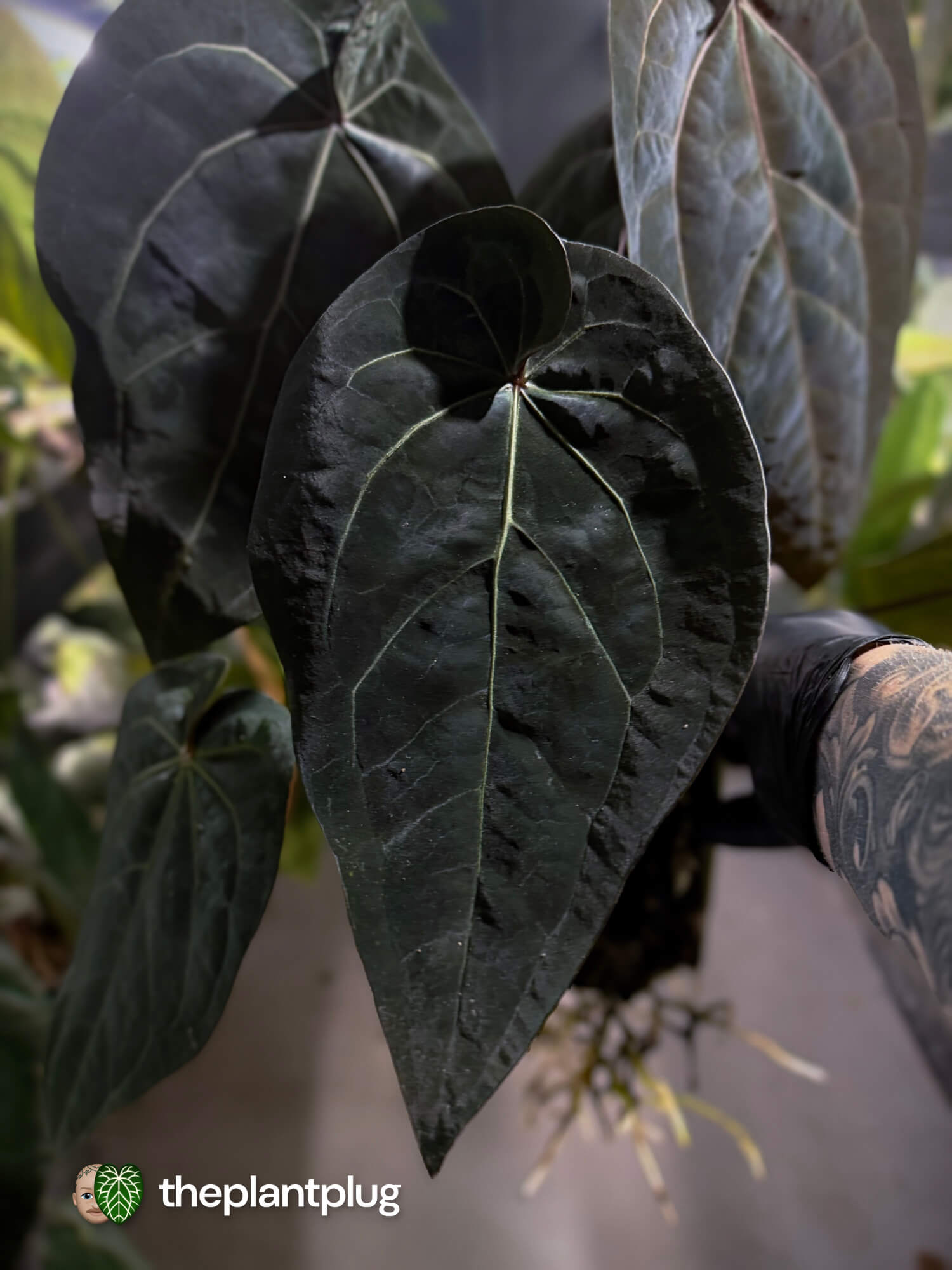 Anthurium 'Dark Handsome' x 'Ace Of Spades' • super select 🦄