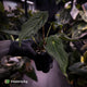 Anthurium #BlackParade • holdback