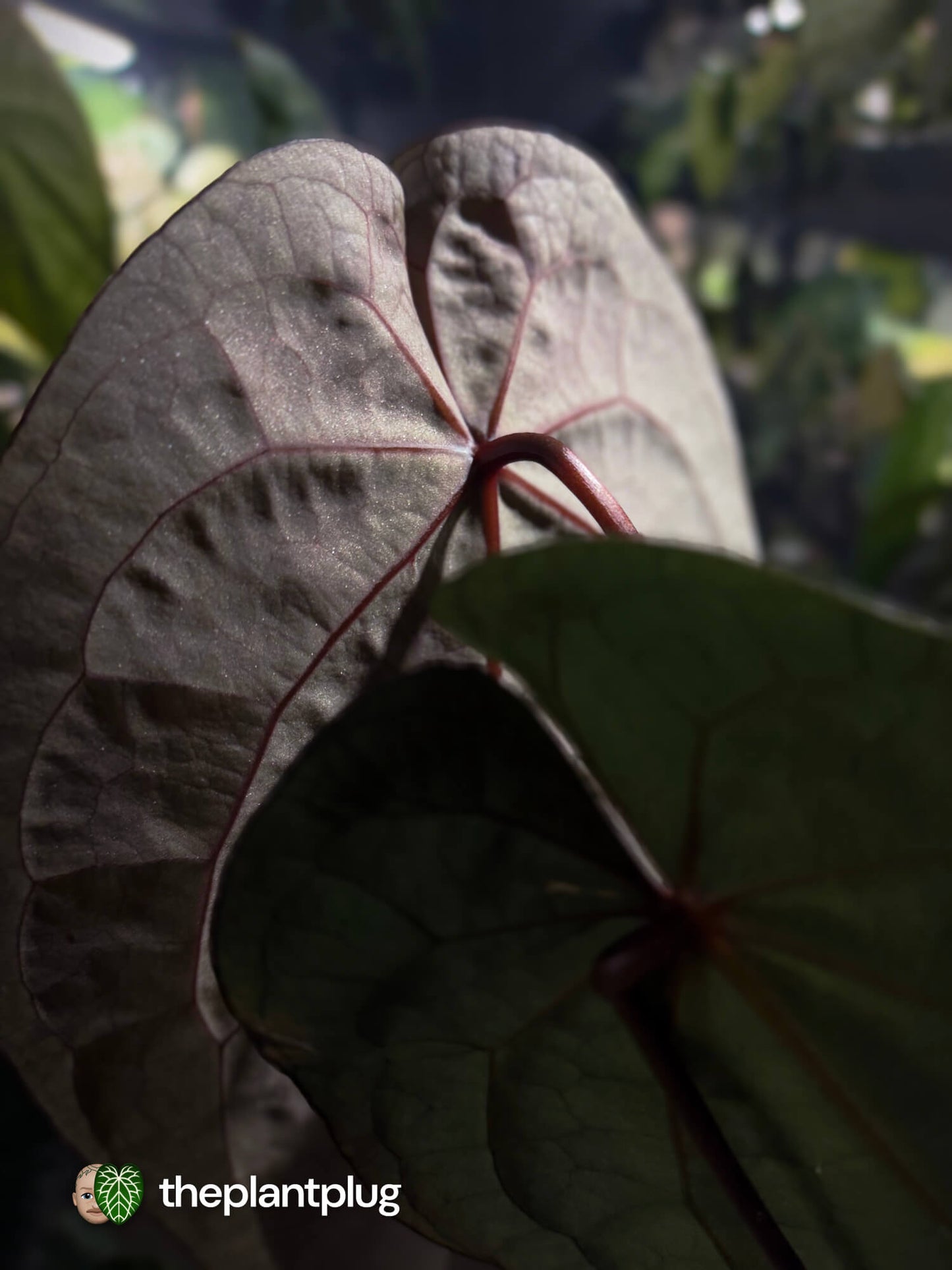 Anthurium 'Dark Handsome' x 'Ace Of Spades' • super select 🦄
