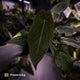 Anthurium #BlackParade • holdback