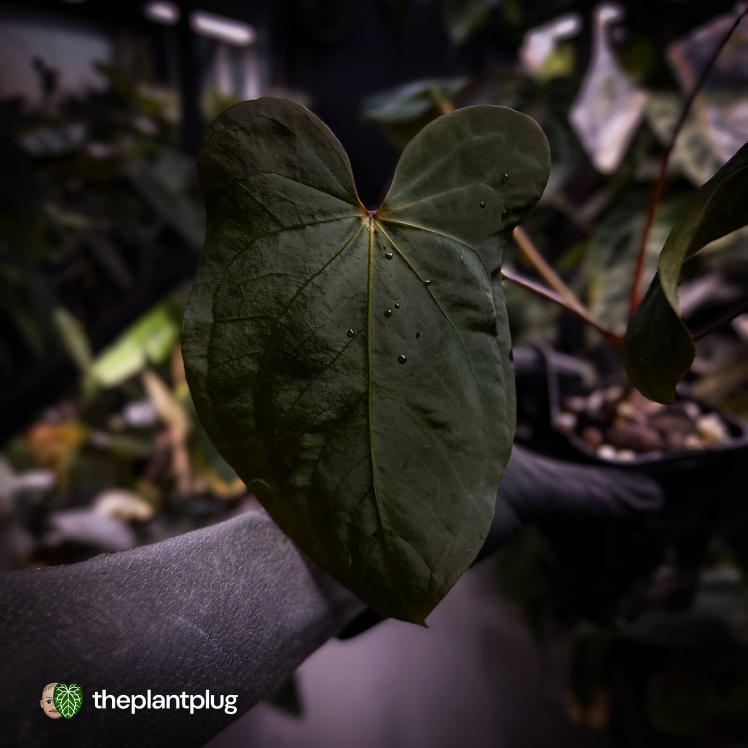 Anthurium 'Bunyip'