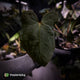 Anthurium 'Bunyip'