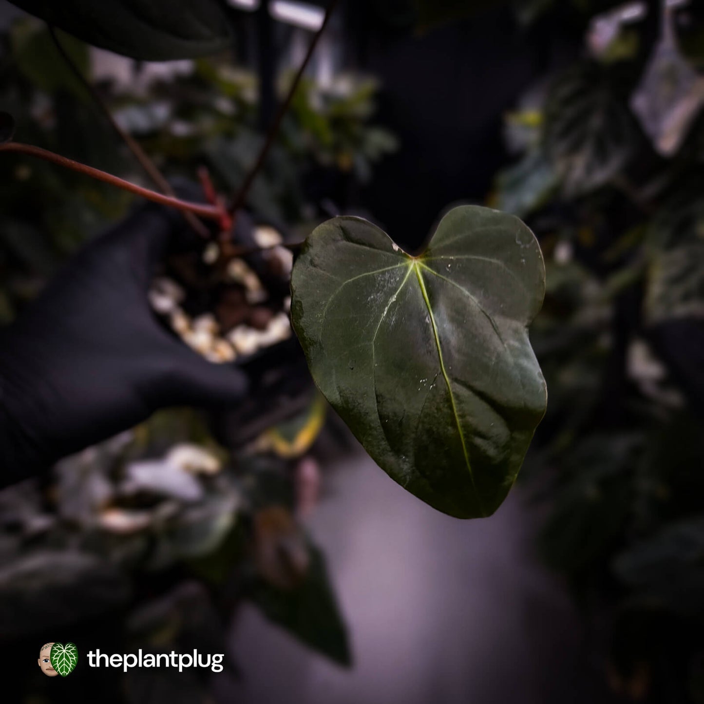 Anthurium 'Bunyip'