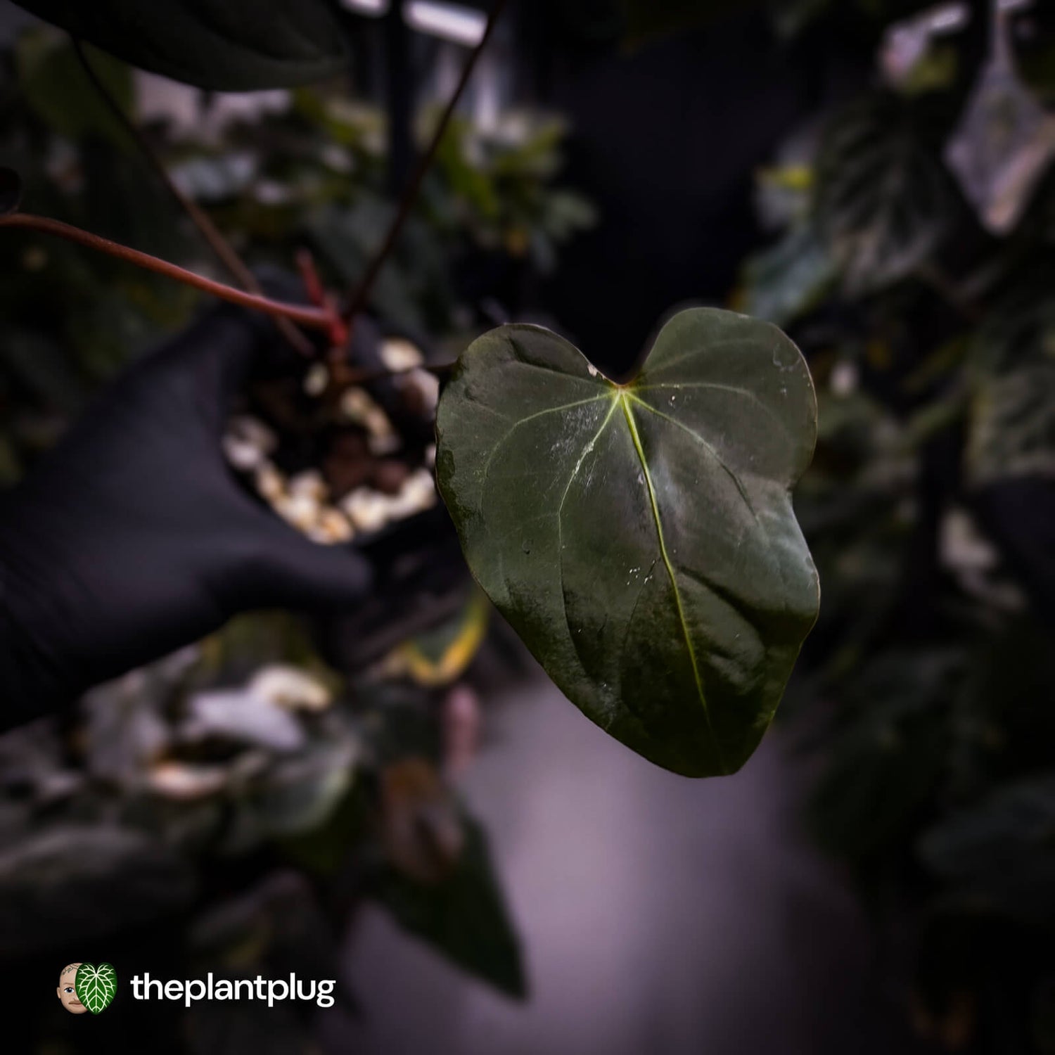 Anthurium 'Bunyip'