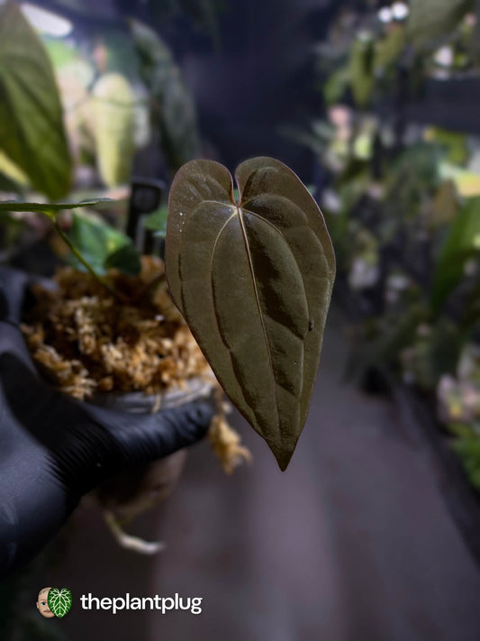 Anthurium (carlablackiae x besseae aff) x (antolakii x 'Dark Phoenix')