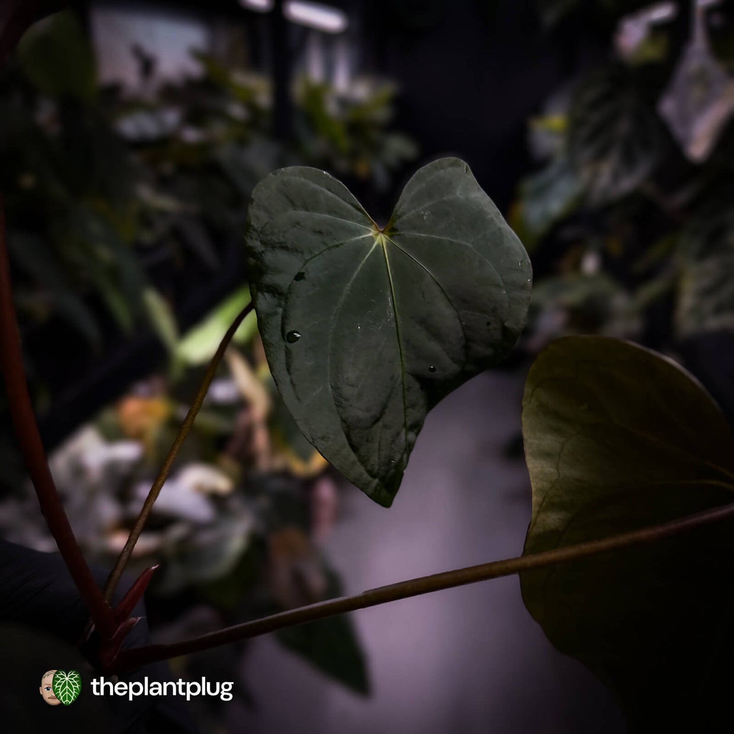 Anthurium 'Bunyip'