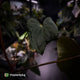 Anthurium 'Bunyip'