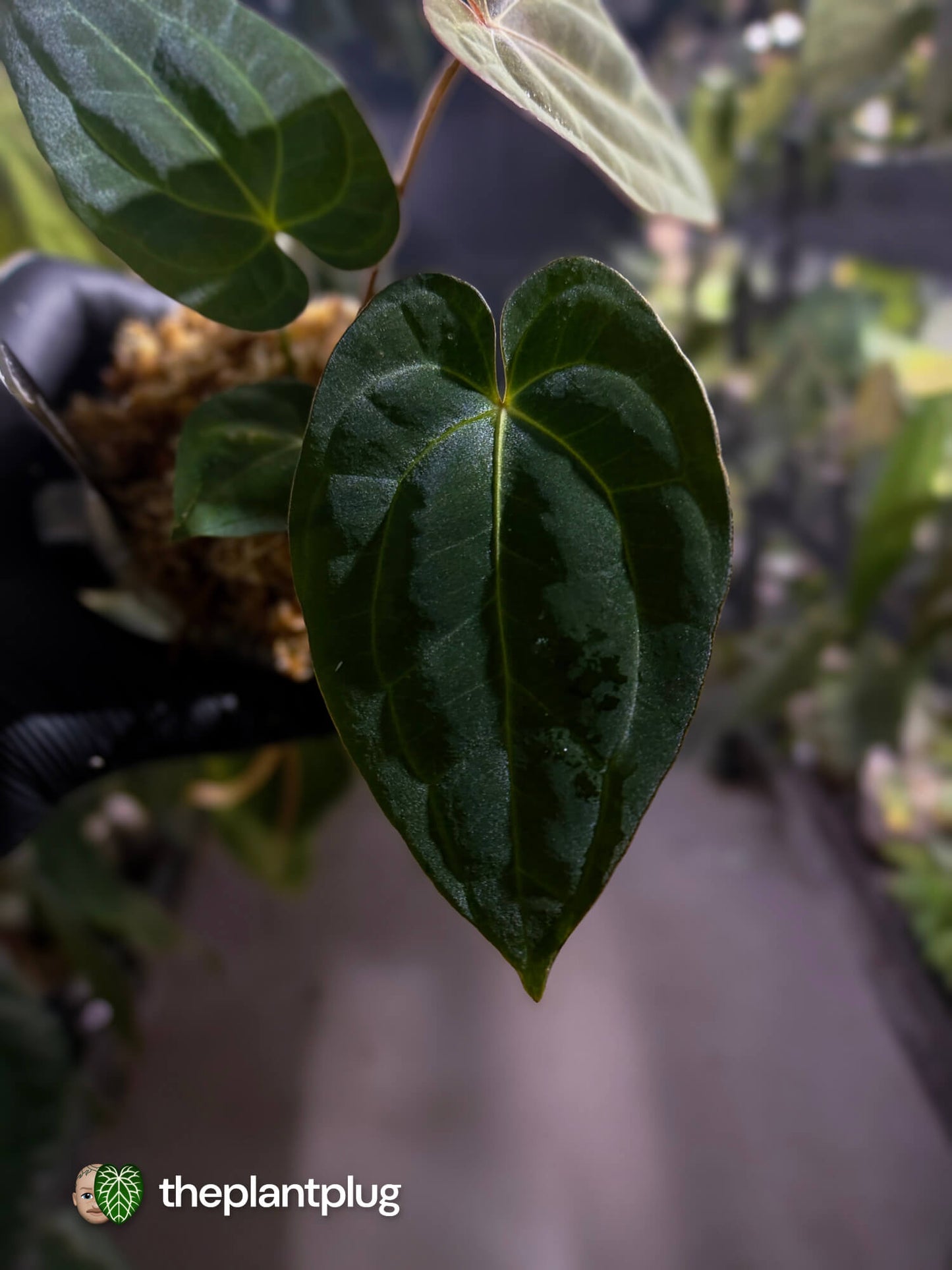 Anthurium (carlablackiae x besseae aff) x (antolakii x 'Dark Phoenix')