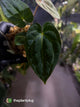 Anthurium (carlablackiae x besseae aff) x (antolakii x 'Dark Phoenix')