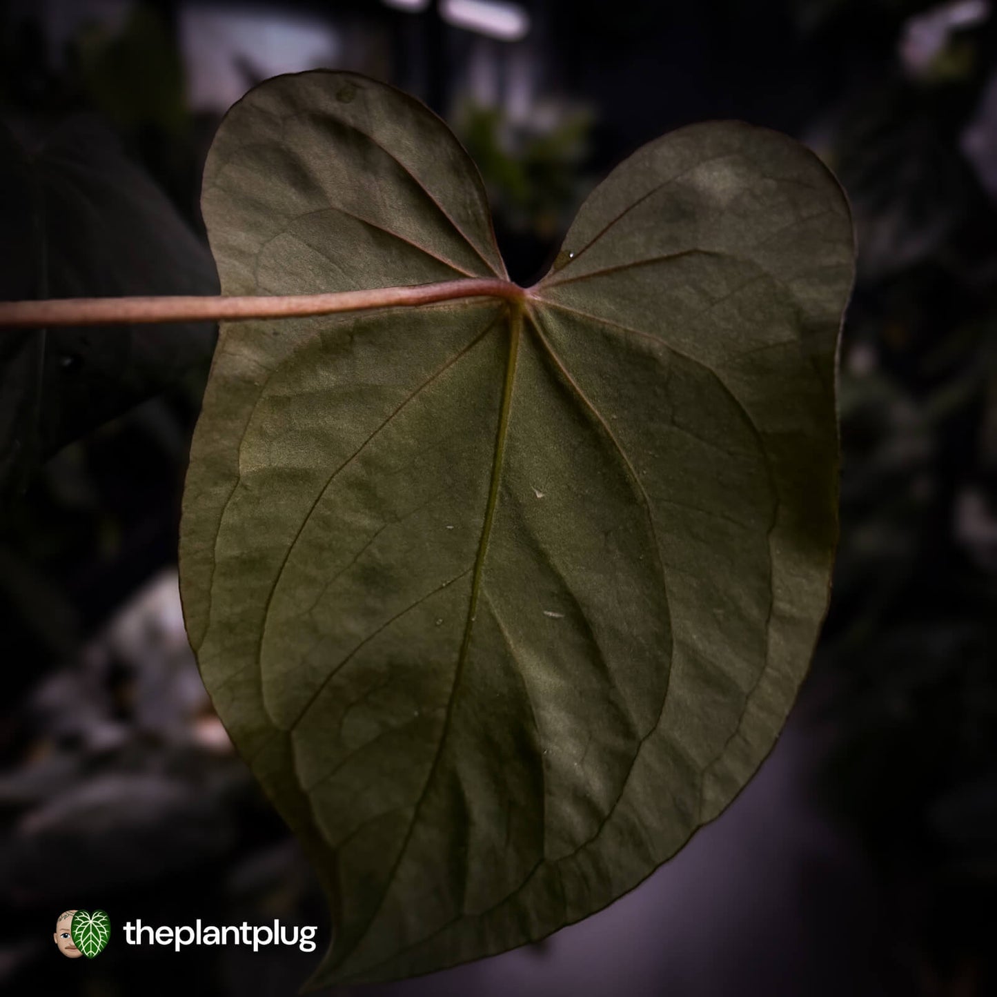 Anthurium 'Bunyip'