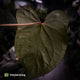 Anthurium 'Bunyip'