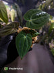Anthurium (carlablackiae x besseae aff) x (antolakii x 'Dark Phoenix')