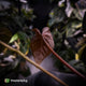 Anthurium 'Bunyip'