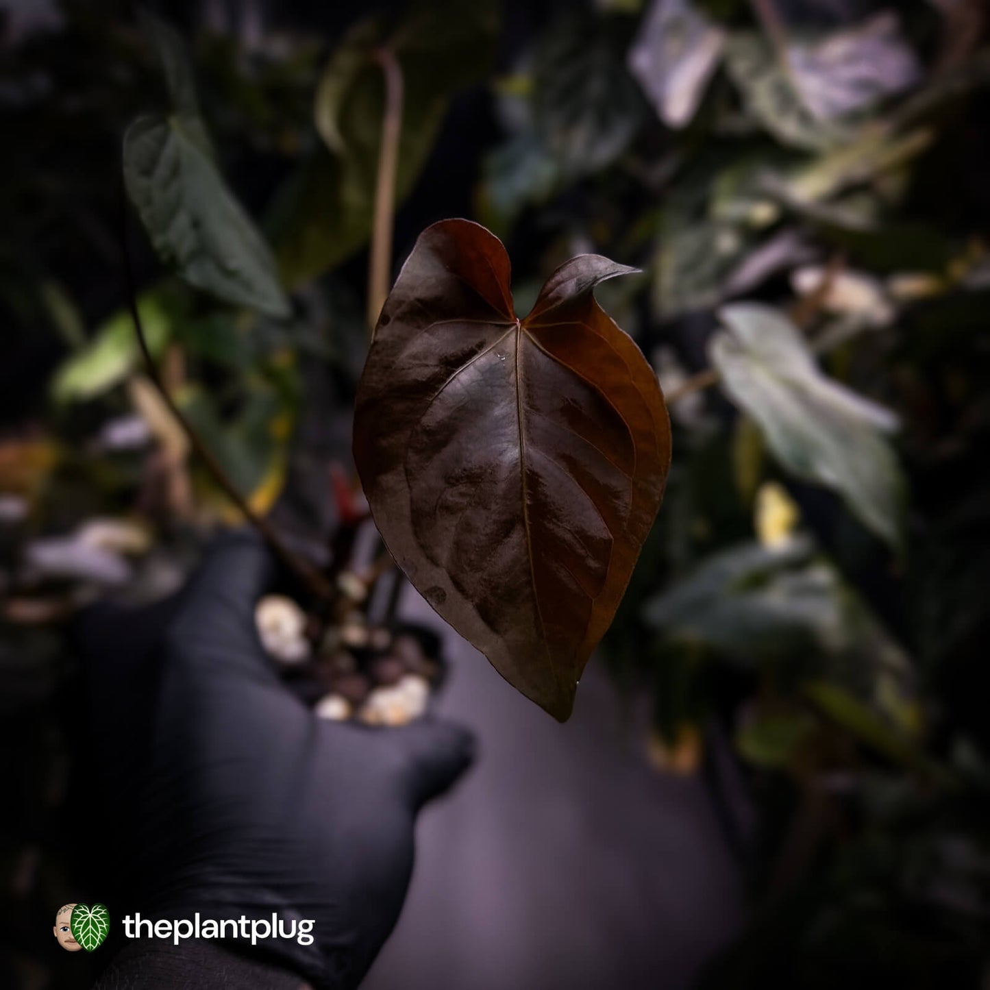 Anthurium 'Bunyip'