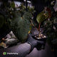 Anthurium 'Bunyip'