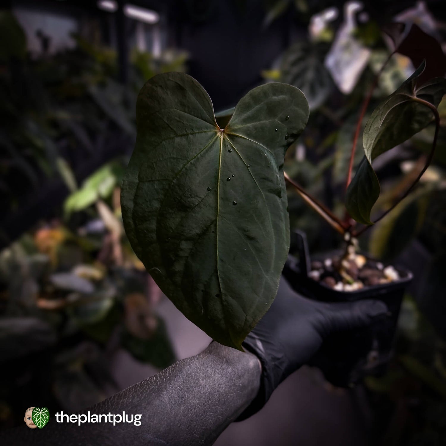 Anthurium 'Bunyip'