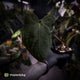 Anthurium 'Bunyip'