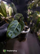 Anthurium red crystallinum 'Tezula' x indo port