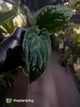 Anthurium kunayalense x 'RVDP'