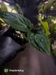 Anthurium kunayalense x 'RVDP'