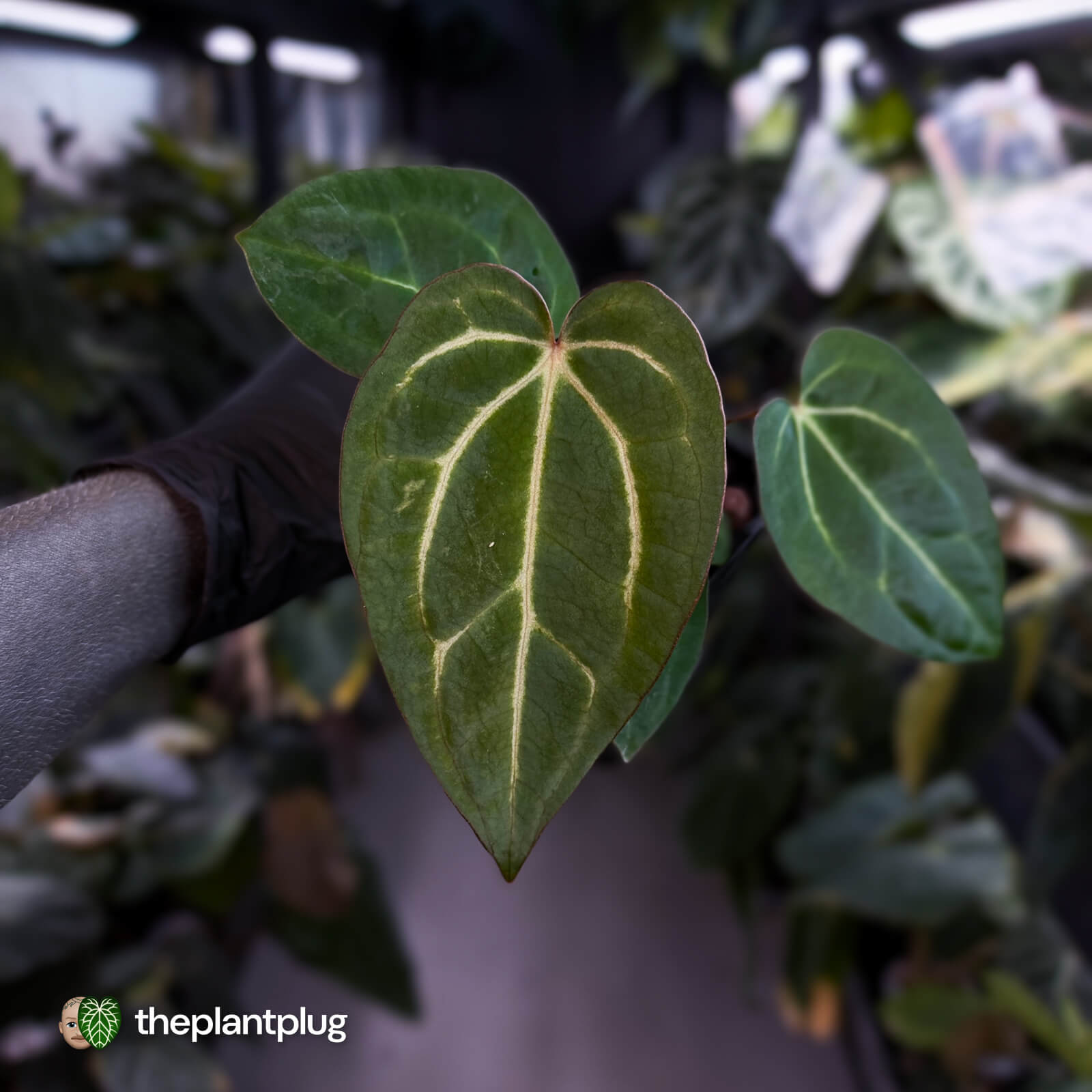 Anthurium carlablackiae x ('Black Widow' x 'Michelle) – The Plant Plug