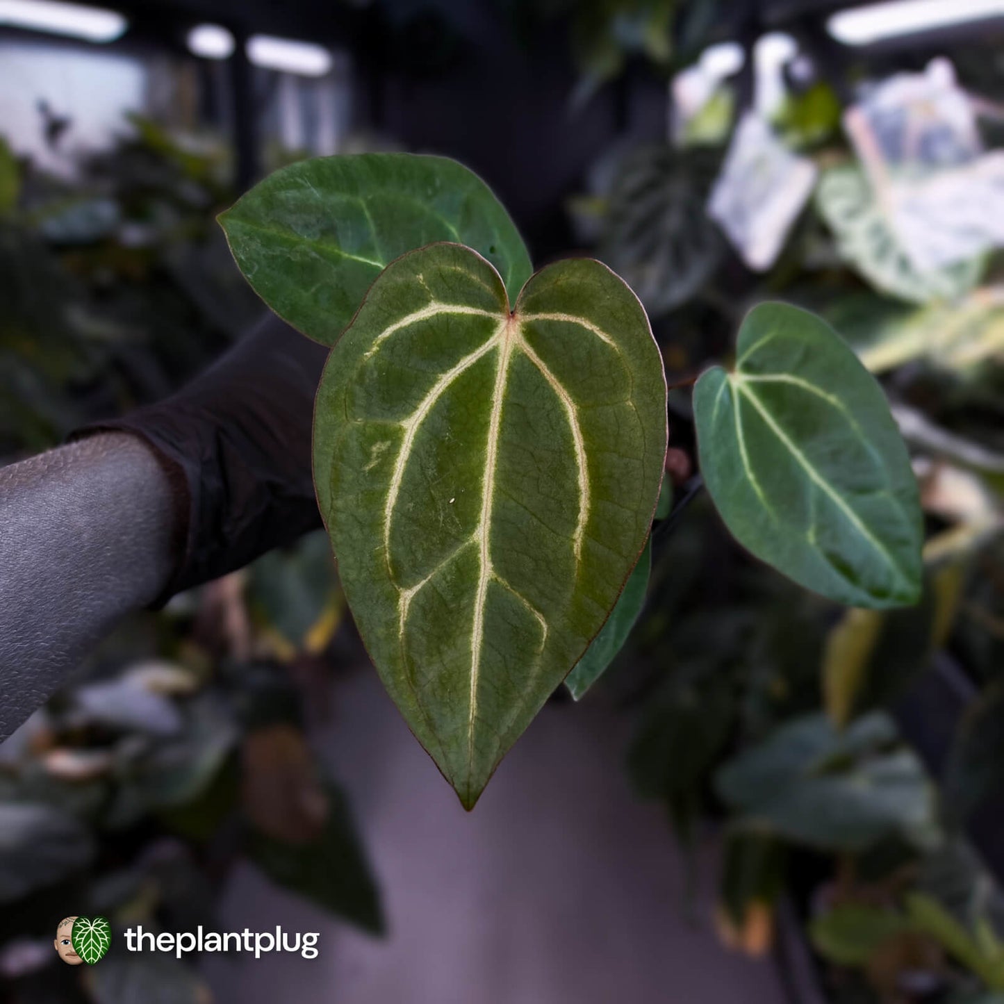 Anthurium carlablackiae x ('Black Widow' x 'Michelle)