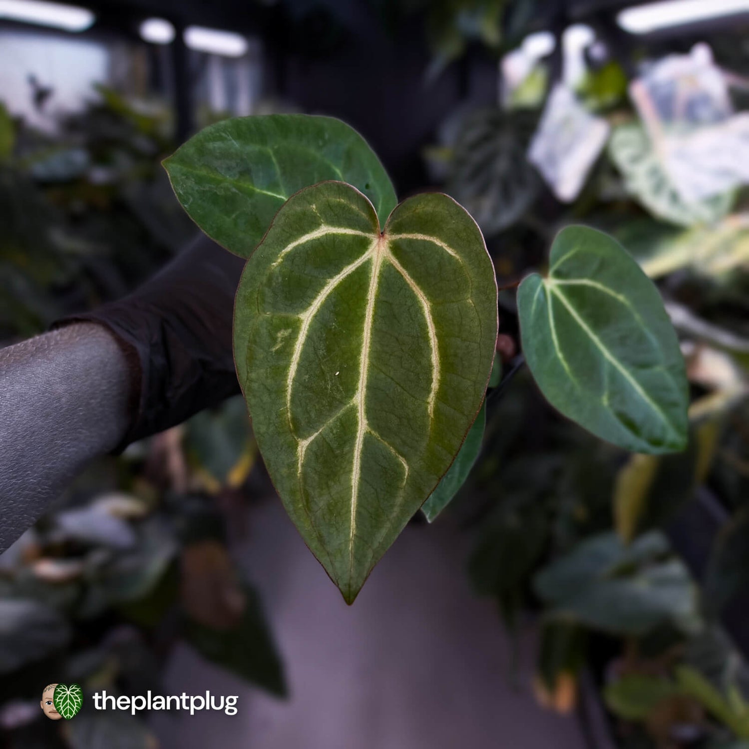 Anthurium carlablackiae x ('Black Widow' x 'Michelle)