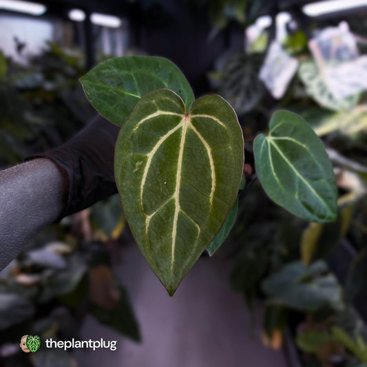 Anthurium carlablackiae x ('Black Widow' x 'Michelle)