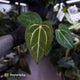 Anthurium carlablackiae x ('Black Widow' x 'Michelle)