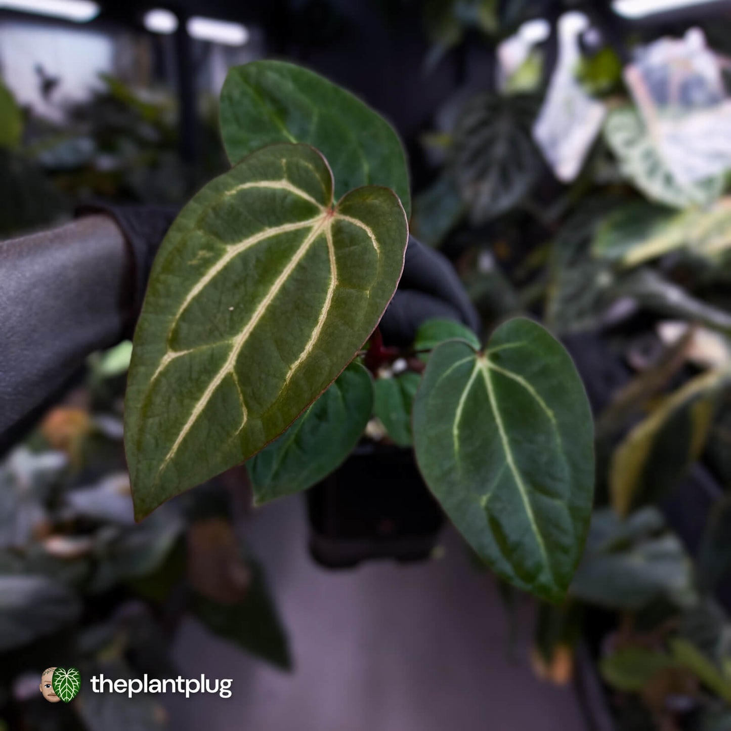 Anthurium carlablackiae x ('Black Widow' x 'Michelle)