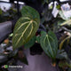 Anthurium carlablackiae x ('Black Widow' x 'Michelle)