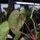 Anthurium carlablackiae x ('Black Widow' x 'Michelle)