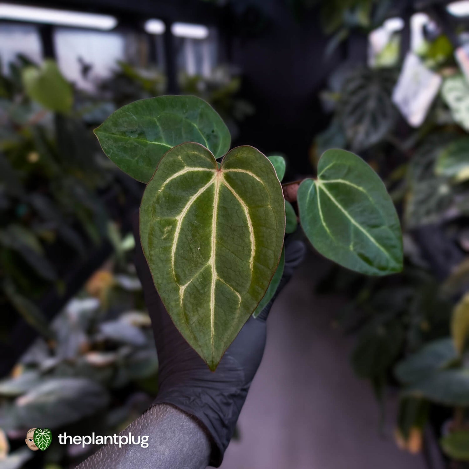 Anthurium carlablackiae x ('Black Widow' x 'Michelle)